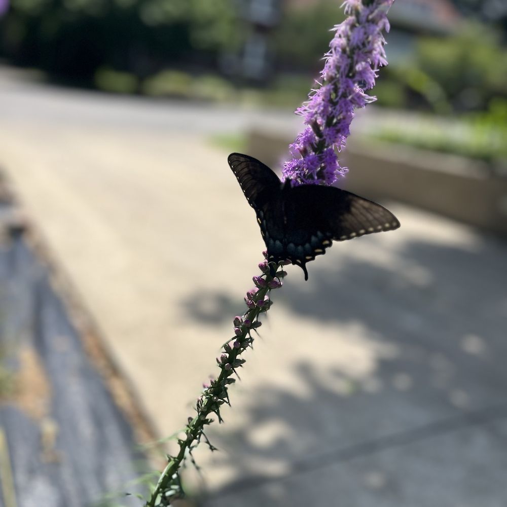 Holland Bulb Farms - Blazing Star - Nurseries & Gardening Near Me - Milwaukee, Wisconsin