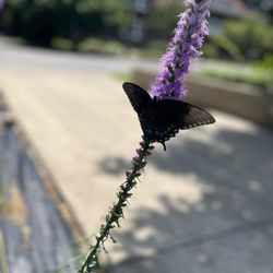 Blazing Star