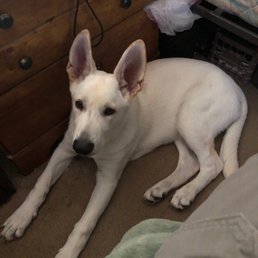 White German Shepard male. White German Shepard male.