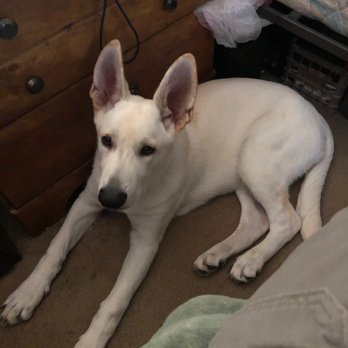 Greater Annapolis Veterinary Hospital - White German Shepard male. - Veterinarians Near Me - Annapolis, Maryland Greater Annapolis Veterinary Hospital - White German Shepard male. - Veterinarians Near Me - Annapolis, Maryland