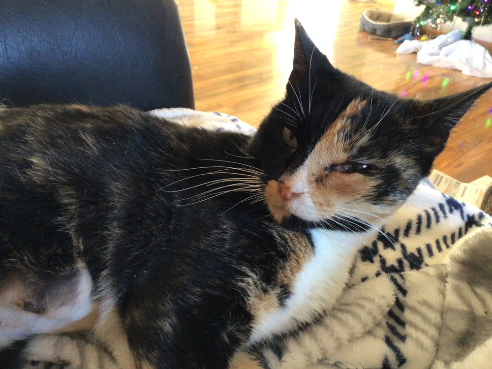 HIGH DESERT VETERINARY CARE Updated August 2024 2900 J St SE