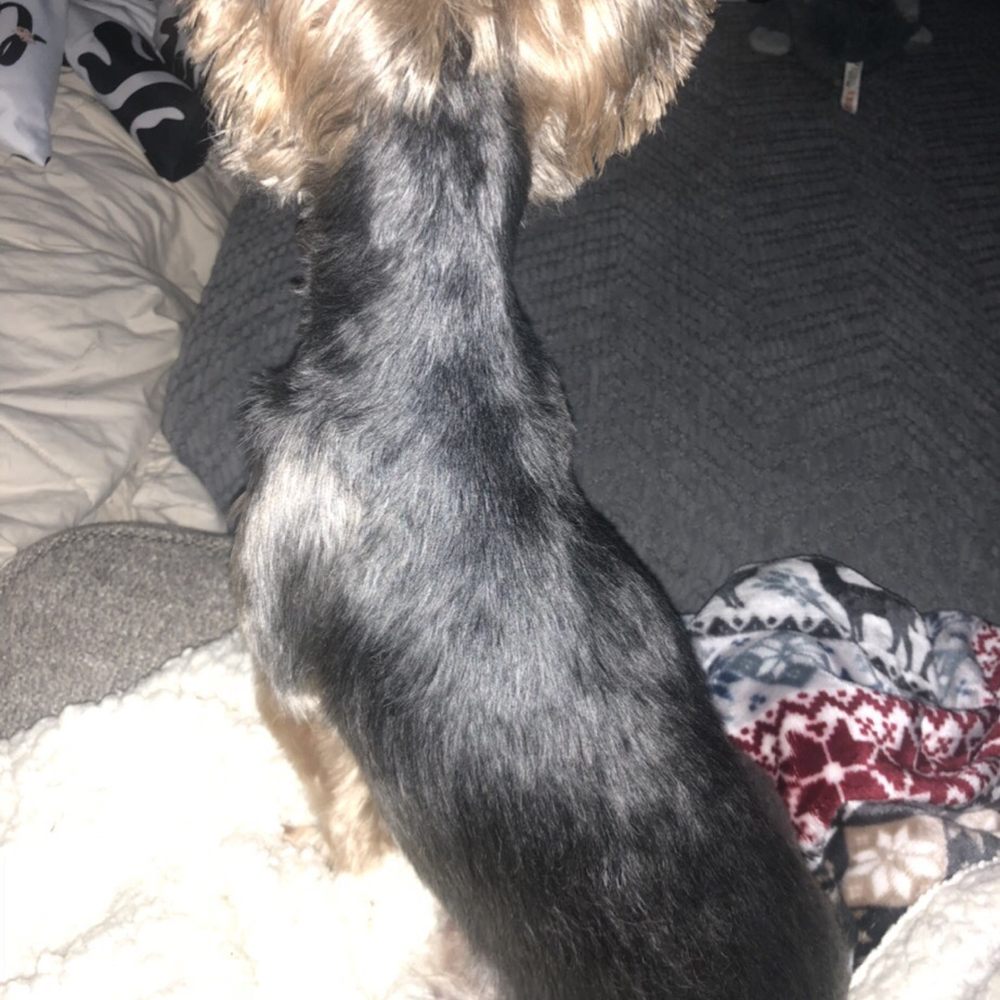 Pet Supplies Plus - Spring - Not the best cut. Shaved but neglected her face. Not the work of a 30year groomer as told. - Pet Groomers Near Me - Spring, Texas