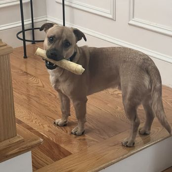 Polkadog Bakery - Mr.pickles and his bone - Pet Stores Near Me - Boston, Massachusetts