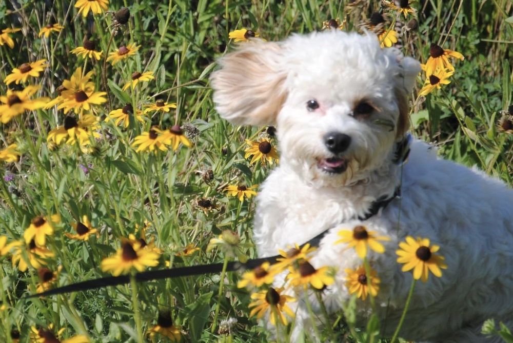 AGAPE PET SERVICES SANDSTON Updated October 2024 11 Reviews