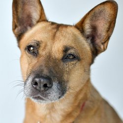 Woofs 'n Purrs - Portrait of Foxy our beloved dog who passed away too soon on August 9, 2018 gave so much love to all and was loved by so many: R.I.P.❤️😌