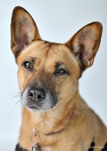 Woofs 'n Purrs - pet boarding facility in Mariemont, OH