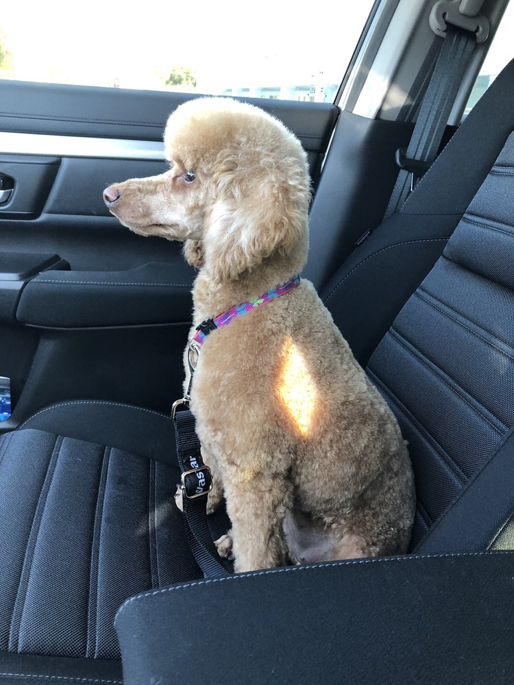 BARK OF THE TOWN PET SALON 16 Photos & 26 Reviews 800 E Venice