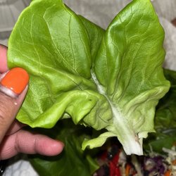Flies on Chicken Lettuce Wraps