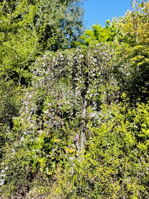 Shinn Historical Park and Arboretum by null