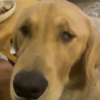 WAGS - Pet Sitting Near Me - Ankeny, Iowa WAGS - Pet Sitting Near Me - Ankeny, Iowa