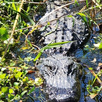 Marsh Beast Airboat Tours - Boat Tours Near Me - Vero Beach, Florida Marsh Beast Airboat Tours - Boat Tours Near Me - Vero Beach, Florida