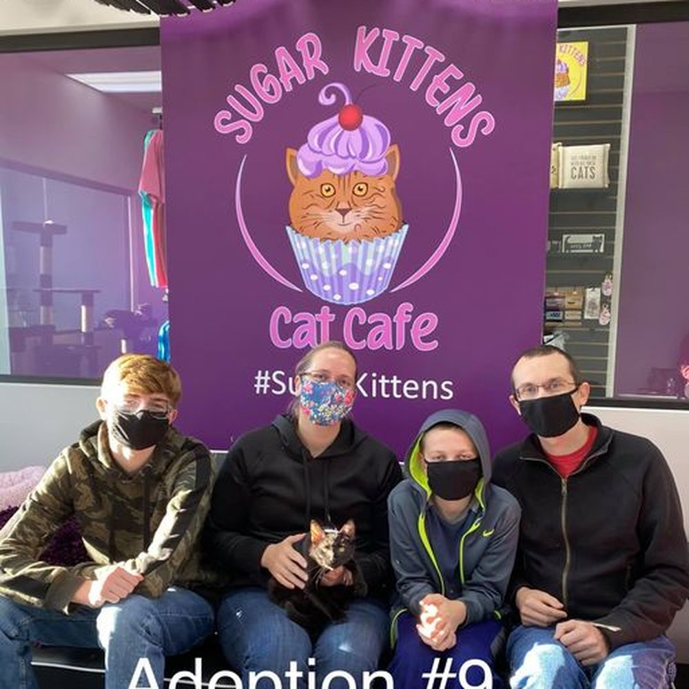 Sugar Kittens Cafe and Cattery - Adopting our sweet new family member. - Pet Adoption Near Me - Liberty, Missouri Sugar Kittens Cafe and Cattery - Adopting our sweet new family member. - Pet Adoption Near Me - Liberty, Missouri