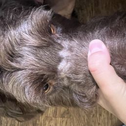 Dog groom Dog groom