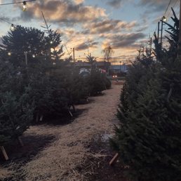 Beautiful selection of hand picked trees Beautiful selection of hand picked trees
