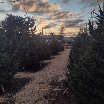 Chad's Christmas Trees - Beautiful selection of hand picked trees - Christmas Trees Near Me - Beaverton, Oregon Chad's Christmas Trees - Beautiful selection of hand picked trees - Christmas Trees Near Me - Beaverton, Oregon