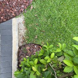 Paradise Pavers & Coping