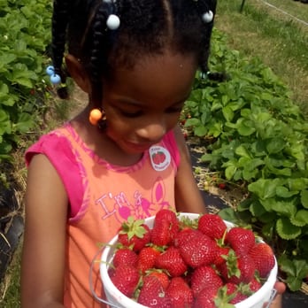 Lilley Farms - Pick Your Own Farms Near Me - Chesapeake, Virginia Lilley Farms - Pick Your Own Farms Near Me - Chesapeake, Virginia