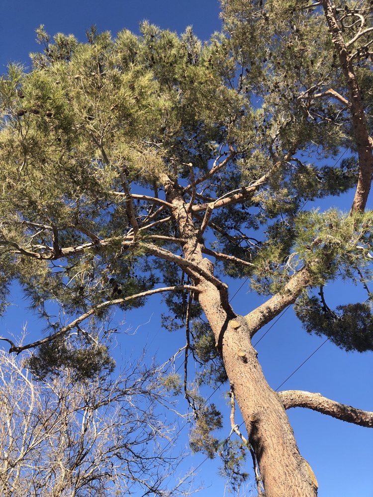 David's Tree Service - tree service in Las Vegas, NV