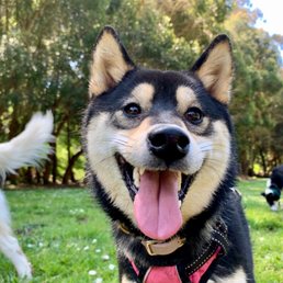 Happy shibe with her pack Happy shibe with her pack