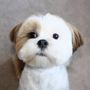 The DogMaster - Pet Training Near Me - Walnut, California The DogMaster - Pet Training Near Me - Walnut, California