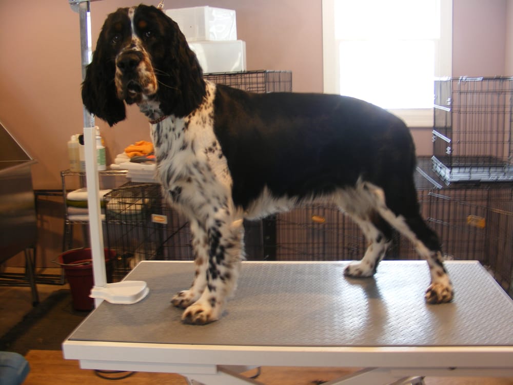 BRIDGET’S GROOMING Updated June 2024 18 Photos 2875 Quaker Church