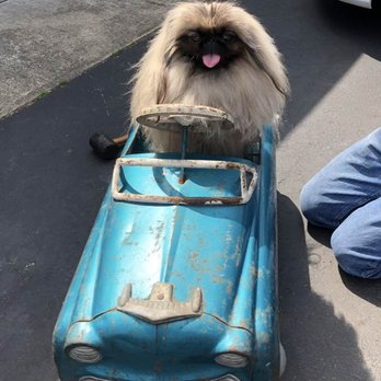 Paws Grooming - Ultimate best dog groomers on the planet! - Pet Groomers Near Me - Morton Grove, Illinois Paws Grooming - Ultimate best dog groomers on the planet! - Pet Groomers Near Me - Morton Grove, Illinois