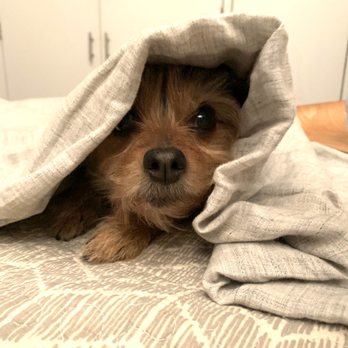 Waggytail Rescue - Foster dog - Pet Adoption Near Me