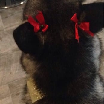 Petco - Ella and her cute red bows - Pet Training Near Me - Gainesville, Florida