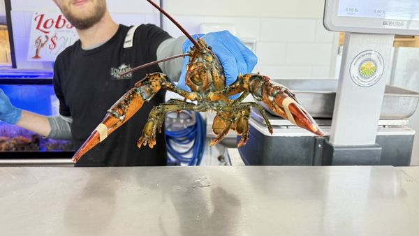 Lombardi's Seafood by null