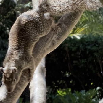 Romero's Tree & Landscaping Services - Squirrel in our tree - Tree Services Near Me - Orange, California Romero's Tree & Landscaping Services - Squirrel in our tree - Tree Services Near Me - Orange, California
