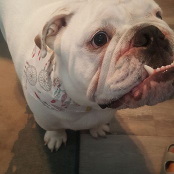 The Paw Spa - Petey pie - Pet Groomers Near Me - Corona, California The Paw Spa - Petey pie - Pet Groomers Near Me - Corona, California
