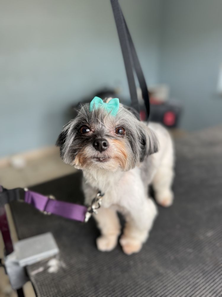 CJ’s Pet Pawlor Image