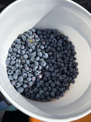 Larsen Lake Blueberry Farm by null