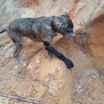 Martin Park - Fun! - Dog Parks Near Me - Southern Pines, North Carolina