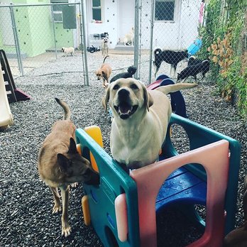All About Paws - Pet Groomers Near Me - Hillside, New Jersey