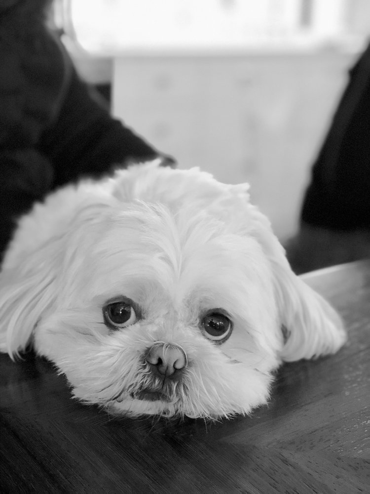 LOYAL COMPANION Updated September 2024 11 Photos & 29 Reviews