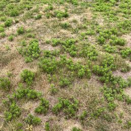 Side lawn Side lawn