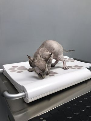 Lawndale Pet Hospital by null