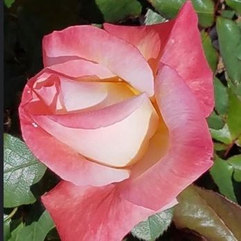 Magee Park - Parks Near Me - Carlsbad, California