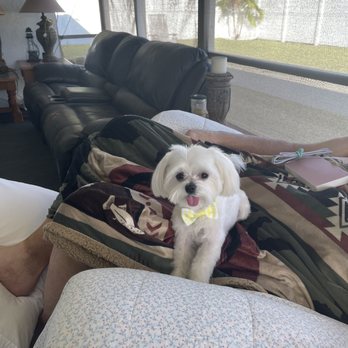 Purrfect Grooming - Here is the final look of Rocky looking like a champ so handsome - Pet Groomers Near Me - Doral, Florida Purrfect Grooming - Here is the final look of Rocky looking like a champ so handsome - Pet Groomers Near Me - Doral, Florida