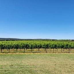 rows of vines in a vineyard