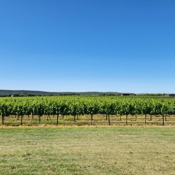 Uplift Vineyard - rows of vines in a vineyard - Wineries Near Me - Burnet, Texas