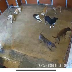 Camp Bow Wow Plano - My dog laid in the corner absolutely all day. They said he played all day. Top left corner