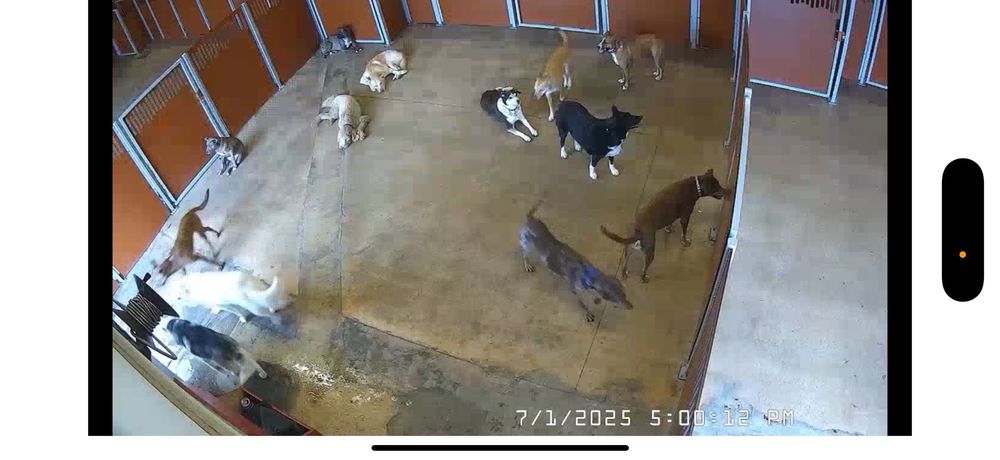 Camp Bow Wow Plano - pet boarding facility in Plano, TX