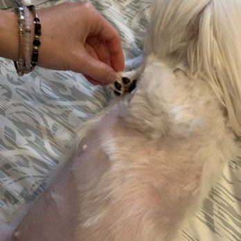 Dog Charm Studio - Pet Groomers Near Me - Scarsdale, New York Dog Charm Studio - Pet Groomers Near Me - Scarsdale, New York