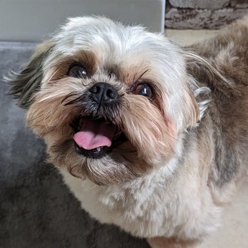 Mobile Pet Grooming Spa - After.... - Pet Groomers Near Me Mobile Pet Grooming Spa - After.... - Pet Groomers Near Me