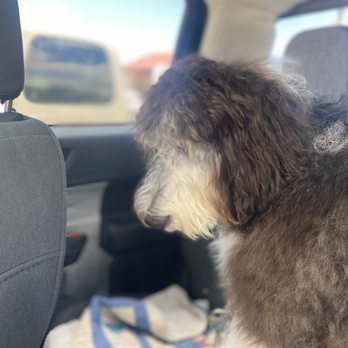 Cody Paw Spa - Georgia right after codypawspa - Pet Training Near Me - Cody, Wyoming
