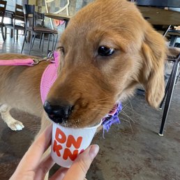 a person holding a dog in a cup