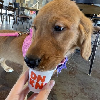 Dunkin' -  a person holding a dog in a cup - Donuts Near Me - Mesa, Arizona