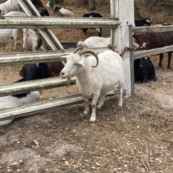 Goats R Us - A chewing goat by Denica De Foy